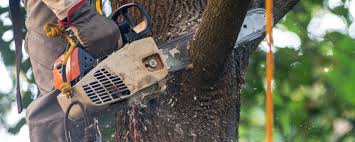 Best Lawn Pest Prevention  in Kiawah Island, SC