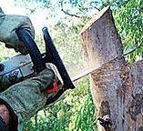  Kiawah Island, SC Tree Care Pros