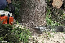 Best Tree Trimming and Pruning  in Kiawah Island, SC