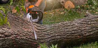 Best Tree Mulching  in Kiawah Island, SC