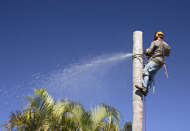 Best Arborist Consultation Services  in Kiawah Island, SC