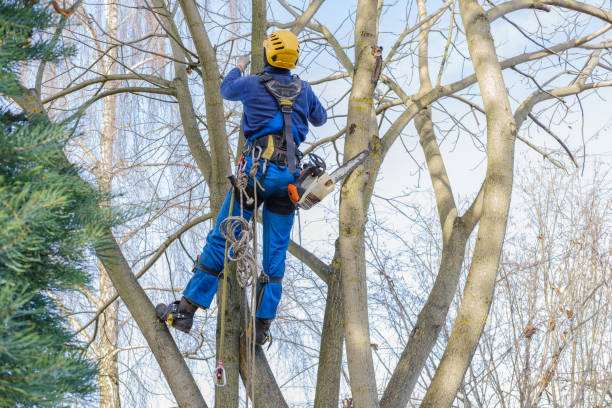 Best Hazardous Tree Removal  in Kiawah Island, SC