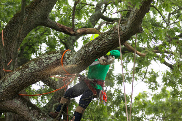 Reliable Kiawah Island, SC Tree Care Solutions