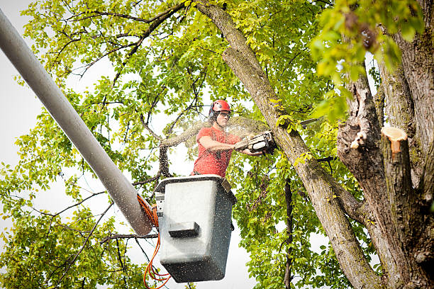 Best Tree and Shrub Care  in Kiawah Island, SC