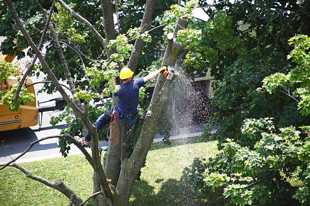 Best Tree Removal  in Kiawah Island, SC