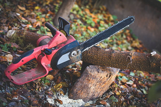 How Our Tree Care Process Works  in  Kiawah Island, SC