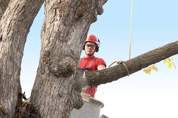 Best Firewood Processing and Delivery  in Kiawah Island, SC