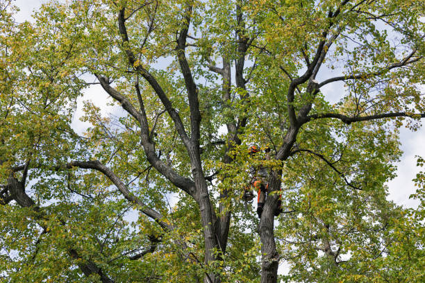 Best Tree Cabling and Bracing  in Kiawah Island, SC