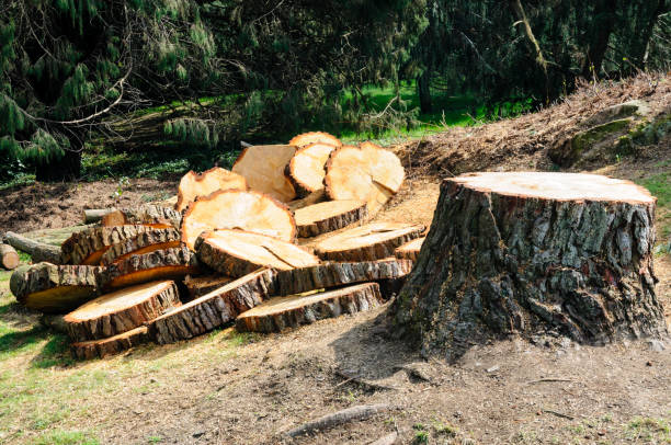 Best Lot and Land Clearing  in Kiawah Island, SC